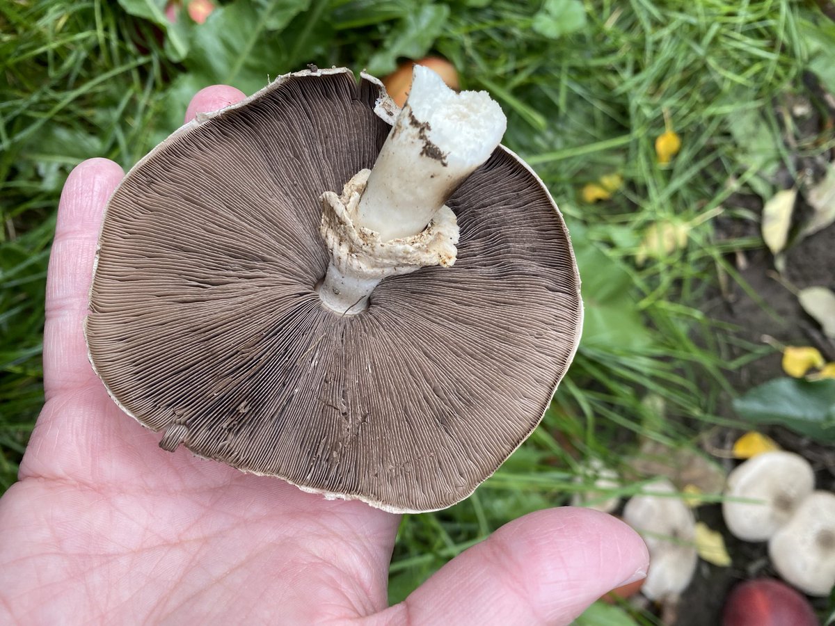 polyporesandmo1's tweet photo. Apple orchard mushrooms https://t.co/EP1BjGUPyQ