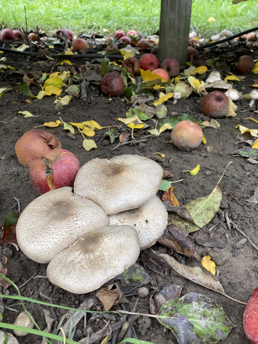 polyporesandmo1's tweet photo. Apple orchard mushrooms https://t.co/EP1BjGUPyQ