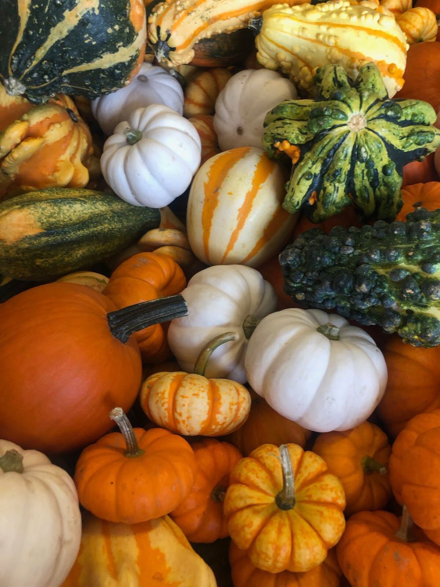 GrowingSeason_'s tweet photo. They don’t call @RealSarahFrey the #PumpkinQueen for nothing! Be sure to tag us in your pumpkin carving creations and we’ll be sure to share on our page!

#Halloween #PumpkinCarving #Fall https://t.co/i5RyO5d4d6