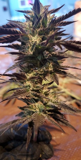 Harvest is done 🥰 I'll have some more time to wreck your bank accounts now. 💚💨 New subs, approach. 😈  Findom