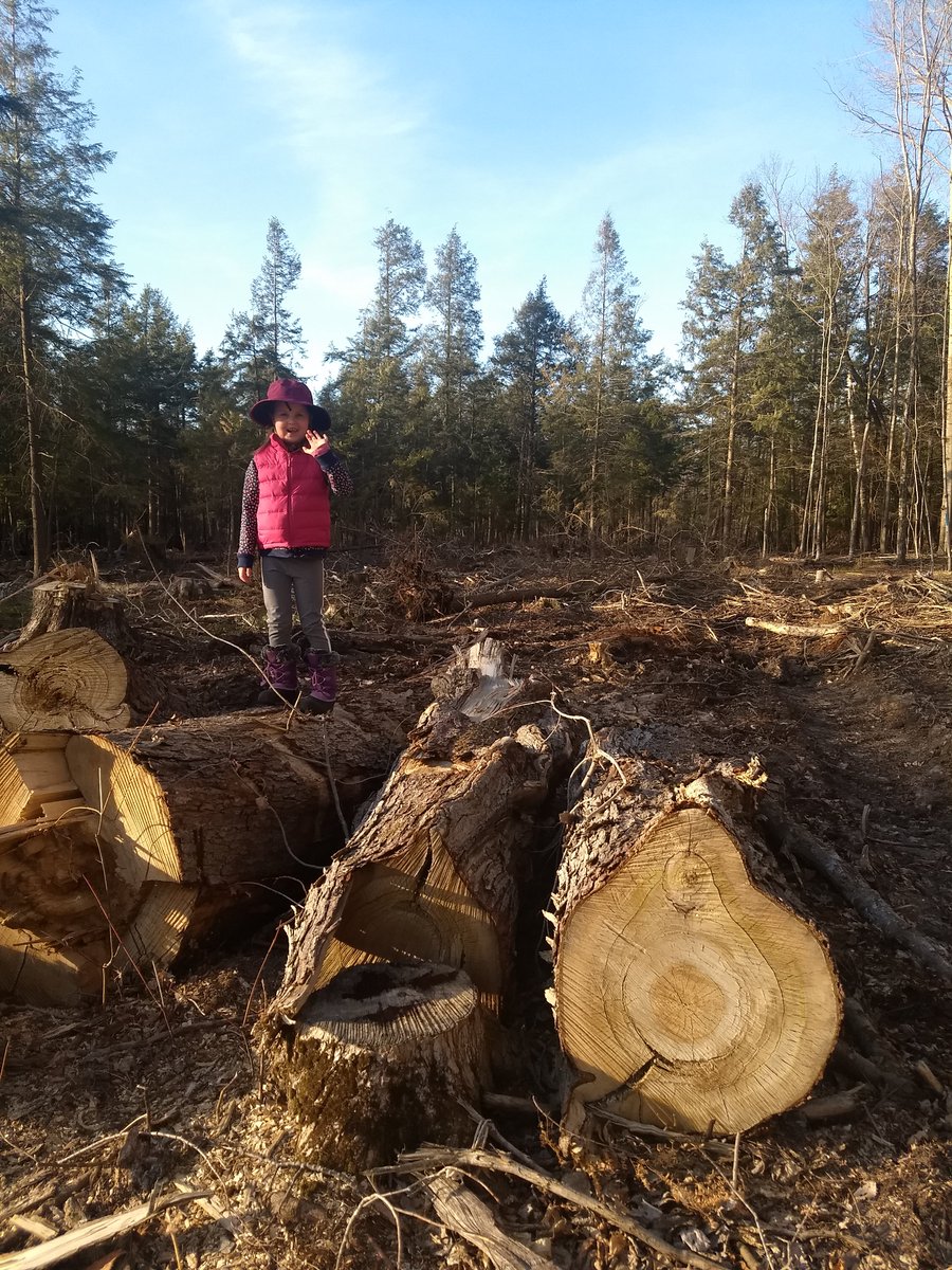 Micropolitan1's tweet photo. Had an opportunity to buy 10 acres of hardwoods adjacent to our 20 acres, for bargain price. But I didn't. Someone else did, and clearcut. I can't bring myself to count the rings.
#regrets https://t.co/BmbXv2l2cF