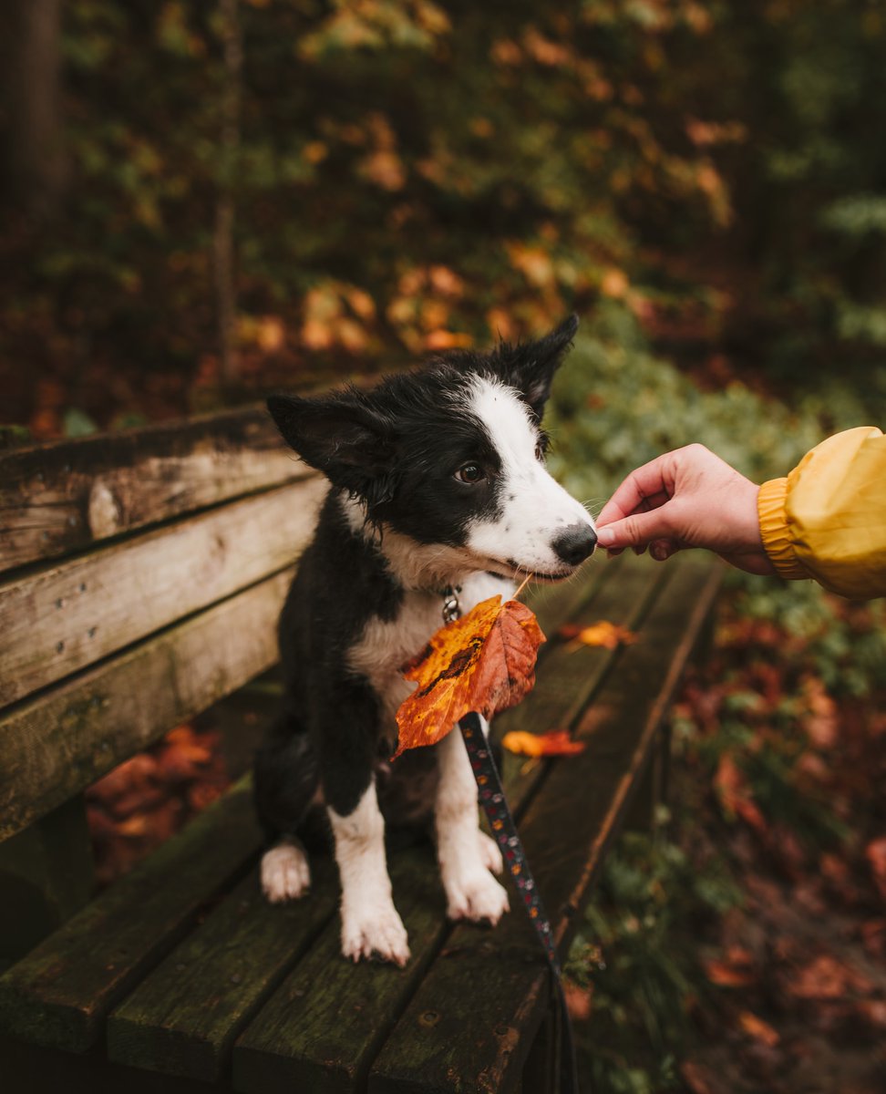 Fall Weekend Mood!

#PetCBD #PetHealth #CBDforDogs #DogCBD 

EmishaWellness.com