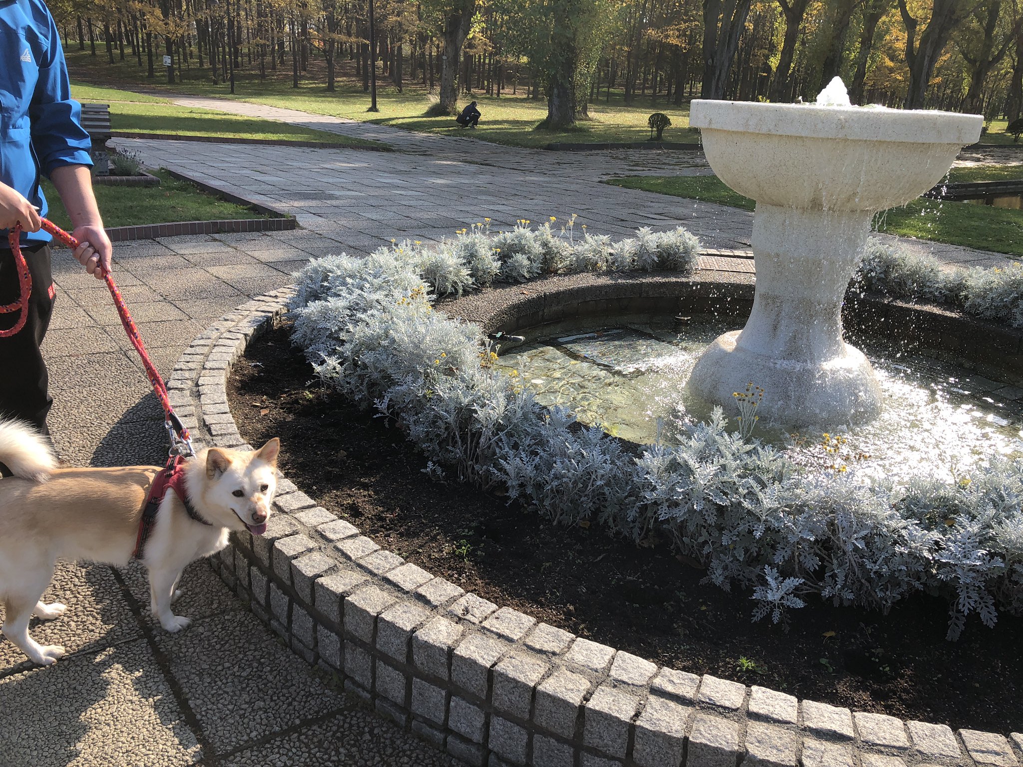 コハクちゅーぶ しょぼい噴水と無理矢理写真を撮られたコハク 保護犬 雑種犬 犬好きさんと繋がりたい T Co 1gkfpbour3 Twitter