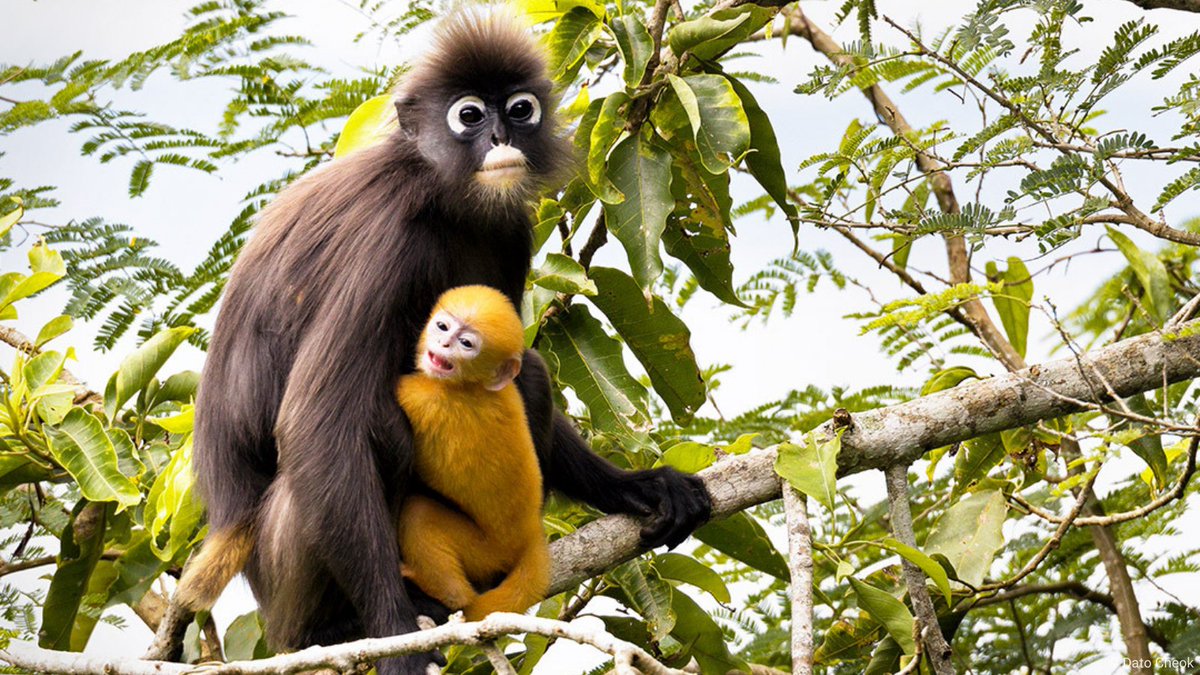 📢 1M animal &amp; plant species are on the verge of extinction.
 
The more we destroy nature, the more likely we are to see pandemics like #COVID19 emerge.
 
<a href="/UNESCO/">UNESCO 🏛️ #Education #Sciences #Culture 🇺🇳</a>'s #BiosphereReserves shows us that the solutions are in science &amp; in our #biodiversity: en.unesco.org/mab