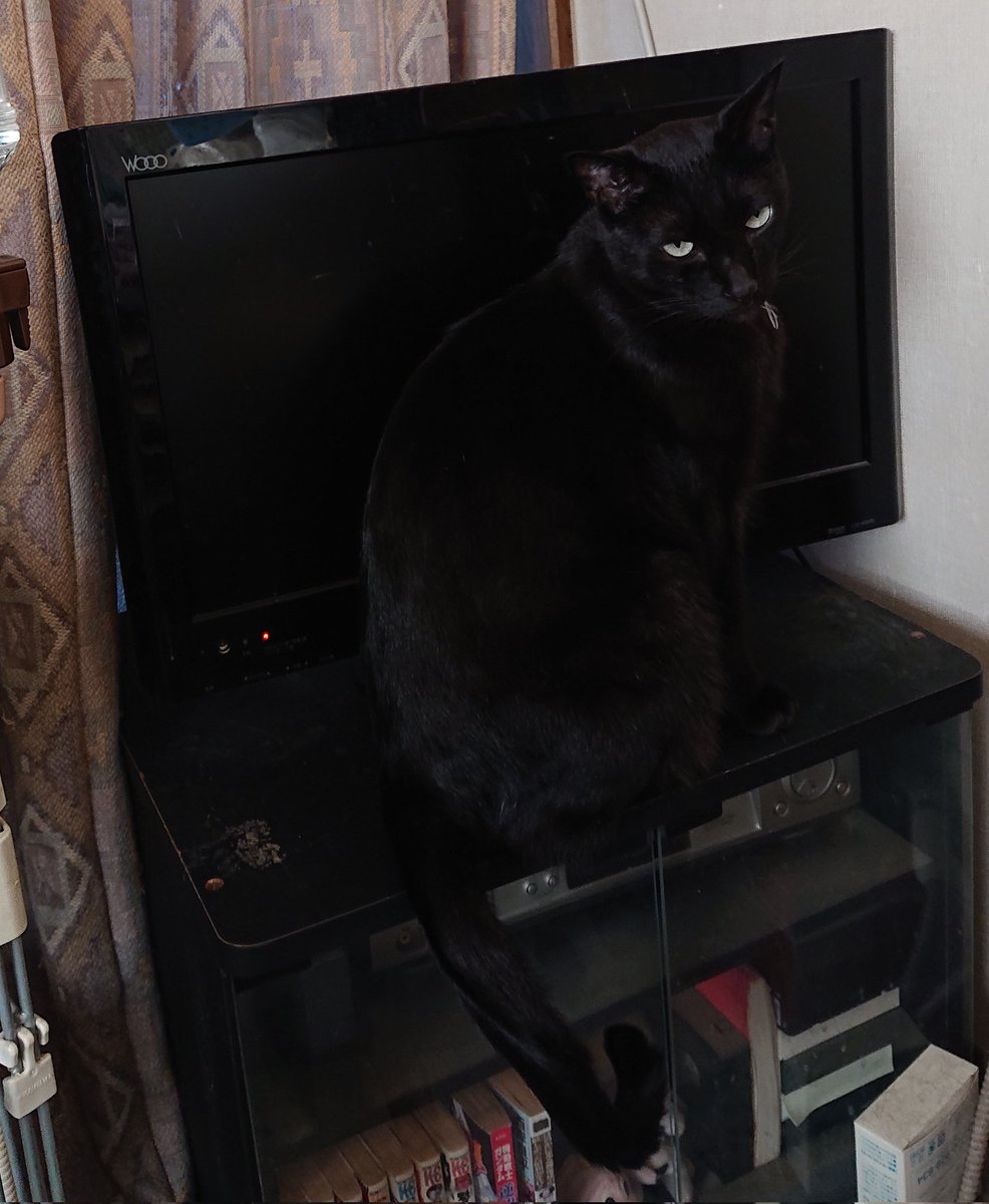 TVと同化する黒猫
#黒猫 #猫のいる暮らし