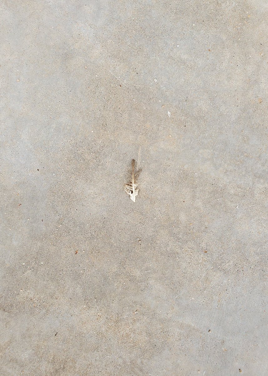 GinaDeGideo's tweet image. A lil spooky found feather image for Halloween weekend for ya from the book &quot;Left Behinds&quot; on view now at @eyelounge 🪶🦴 #featherbone #newwork #whatisleft #nowshowing