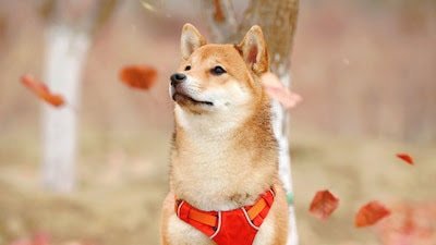 CryptoEarth01's tweet photo. Shiba Inu's Rallies Are Greatly Influenced by Decisions Made by 8 Crypto Whales

#BabyDoge #cryptotrading #ETH #BITCOIN #shibainu #ShibaSwap #ShibaCoin https://t.co/SIewOhcijD
