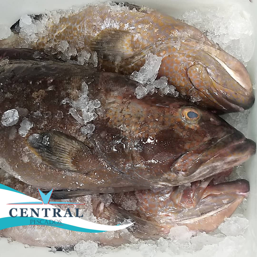 centralpescados's tweet photo. #pescadosmourao #exporta #comex #comercioexterior #exportacao #importa #export #logistica #chanceller #importacao #siscomex #despachanteaduaneiro #negociosinternacionais https://t.co/PA0MyTR6UQ