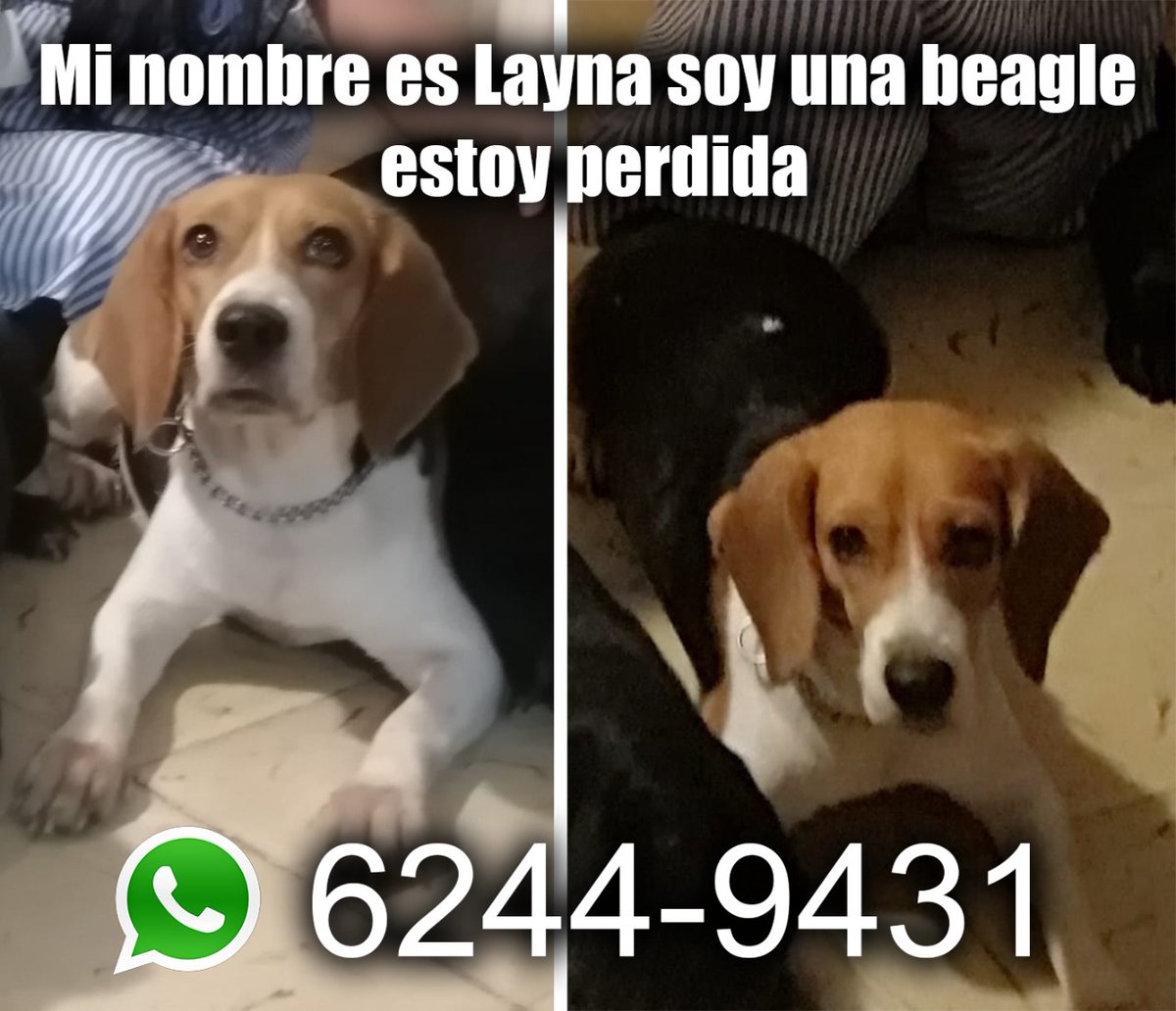 quinnannette's tweet photo. Hay recompensa a quien regrese a Layna a casa sana y salva.
Está perdida desde ésta tarde  por Cerro Viento.
62449431
#CerroViento #Panama https://t.co/nsXi4iHQP6