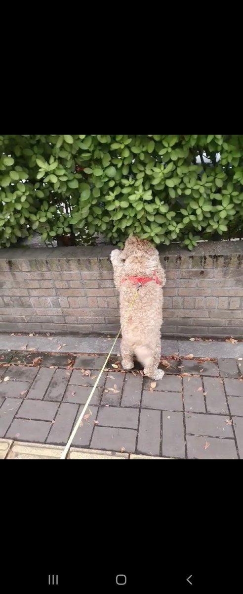 crystal123420's tweet photo. @SecretDogsNFT @SecretDogsNFT  sectre dog https://t.co/IUL04Hd7t5