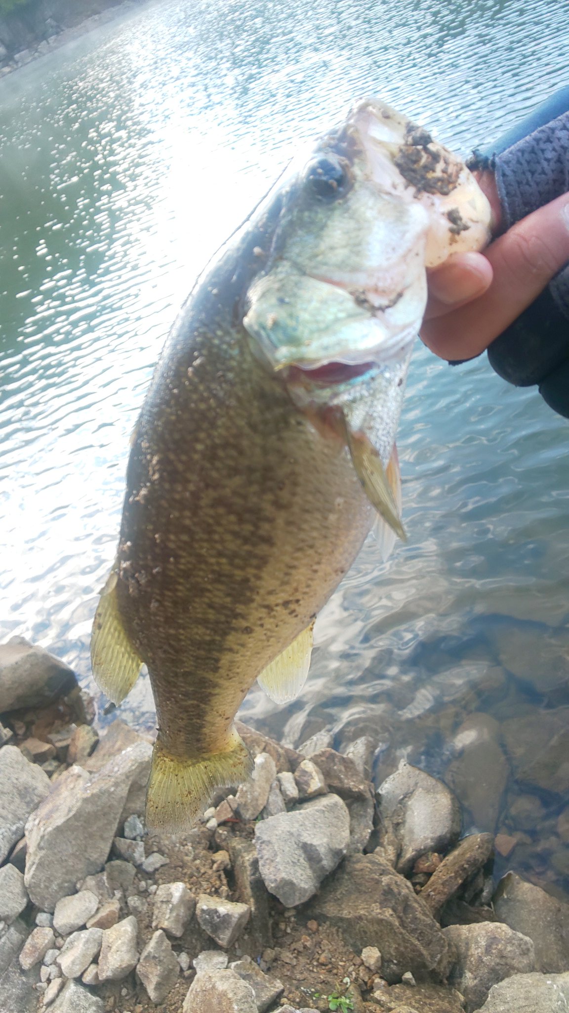 祐介 バス釣り Yusuke Angler Twitter