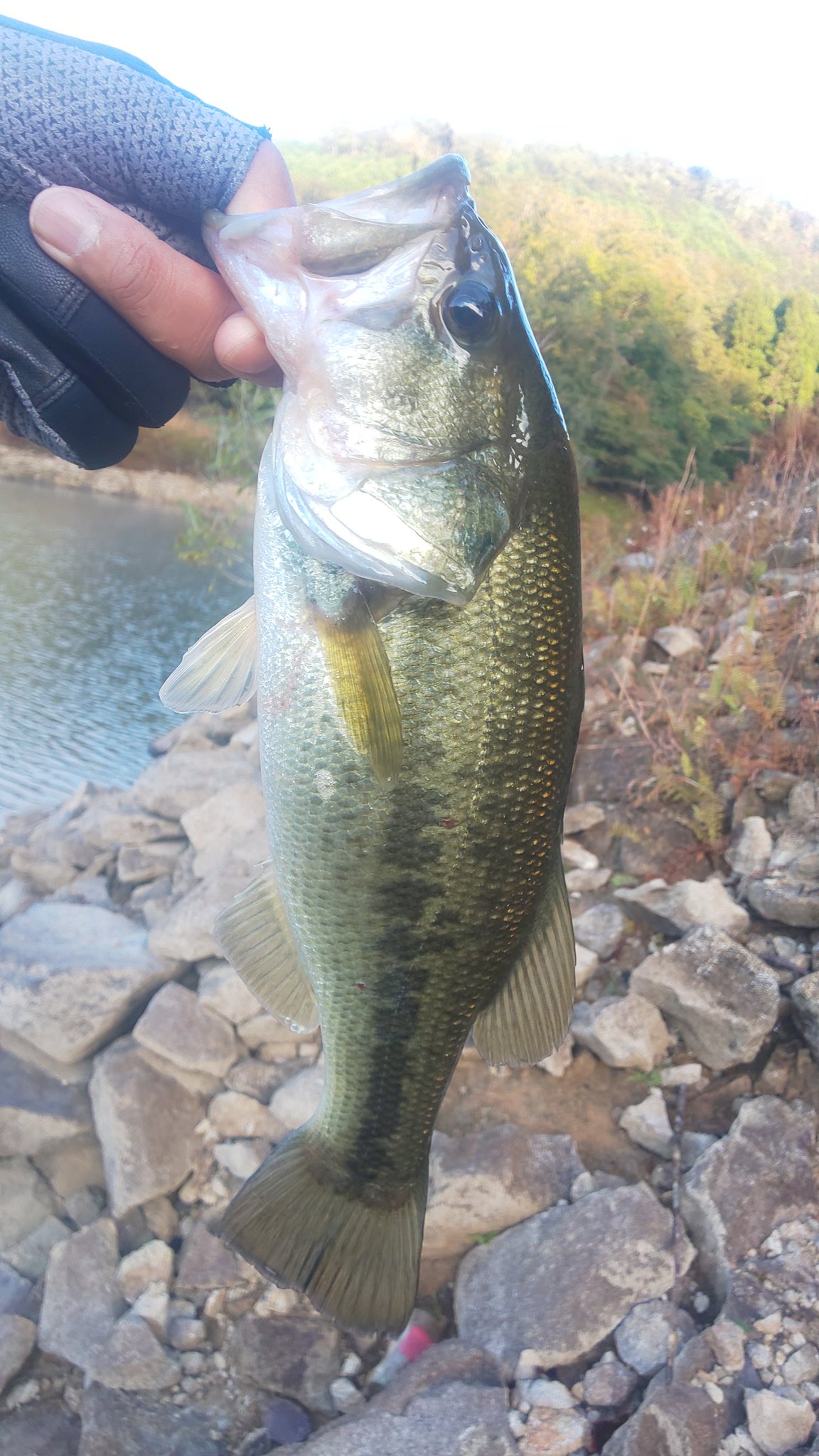 祐介 バス釣り Yusuke Angler Twitter