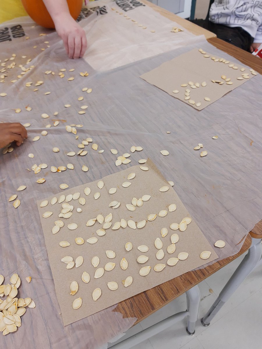 Pumpkin fun! Can you count one hundred seeds from your pumpkin?