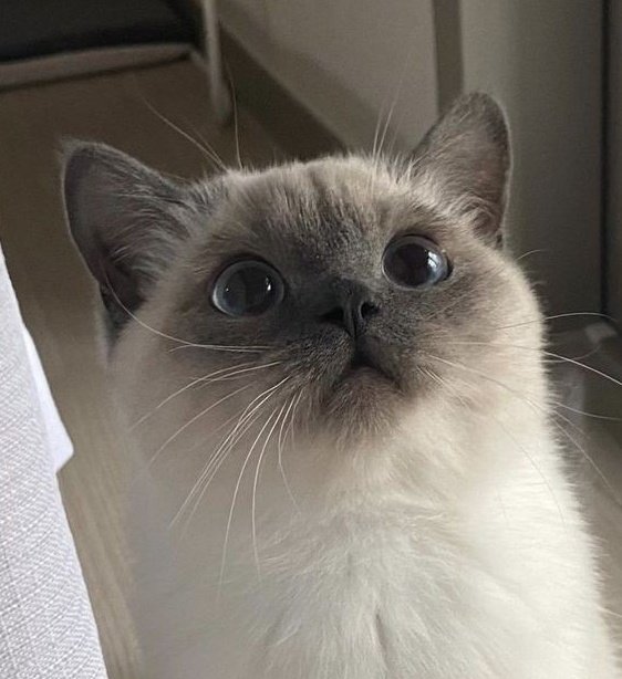 pjmnlvsu's tweet photo. jimin y un gatito — un hilo que cura el alma ♥︎ https://t.co/YQrfRsyBNp