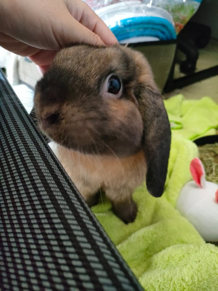HagimaroLove's tweet photo. ポタチョ〜
#うさぎ好きさんと繋がりたい
#うさぎ
#うさぎのいる生活
#Potacho #bunniesworldwide #bunny #rabbit #bunnies #bunniesoftheworld #bunniesofig #rabbits #rabbitlife #rabbitlove #cute #animal #pet #rabbitloversclub #lopear #instarabbits #bunnylife #cutebunny #bunnyoftheday https://t.co/qpBDnpPyq6
