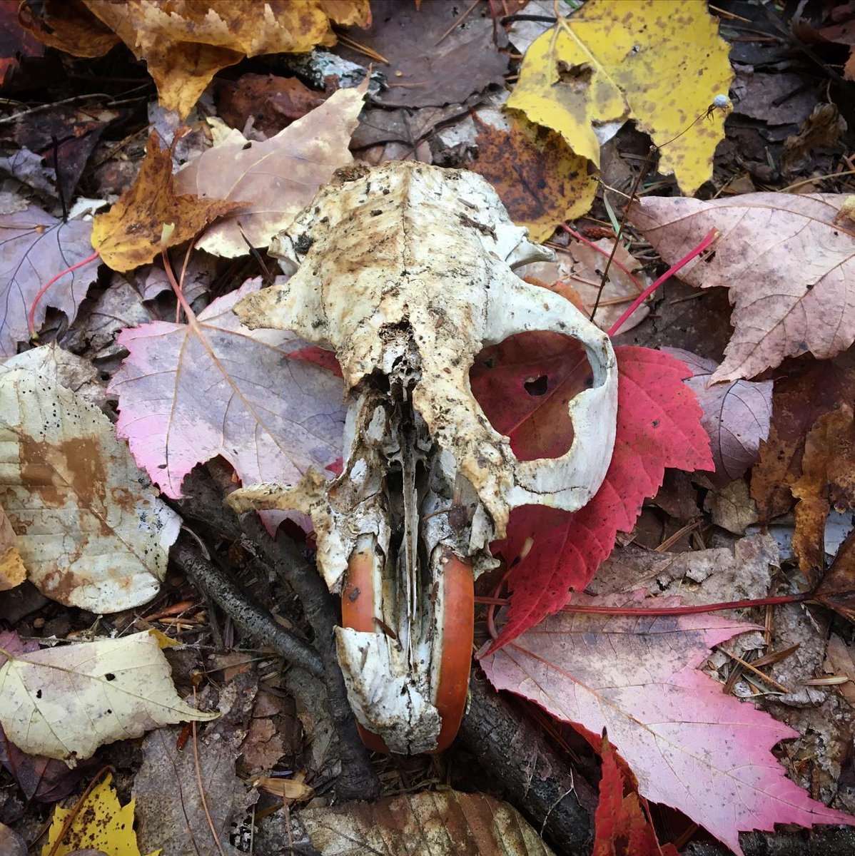 NEON_sci's tweet photo. This #spookweek skull was found in our Bartlett Experimental Forest site (BART) in Domain 01. It’s uncertain what creature this came from, but possibly a porcupine or beaver.
Thanks to our former TFT Alyssa van Doorn for the images!
#spookyweek https://t.co/5MIJFRlLso
