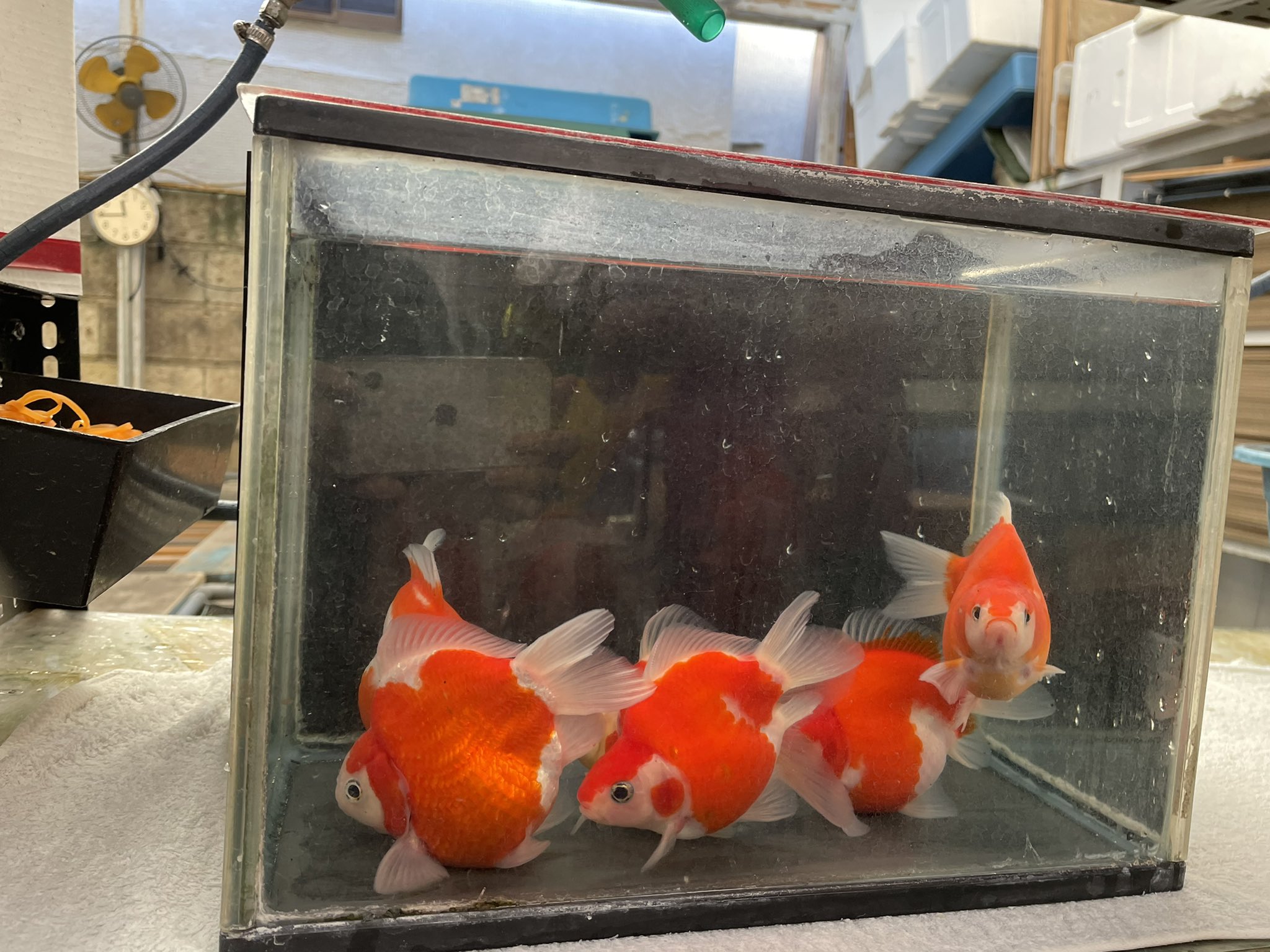 金魚坂 生体 Hongokingyozaka Twitter