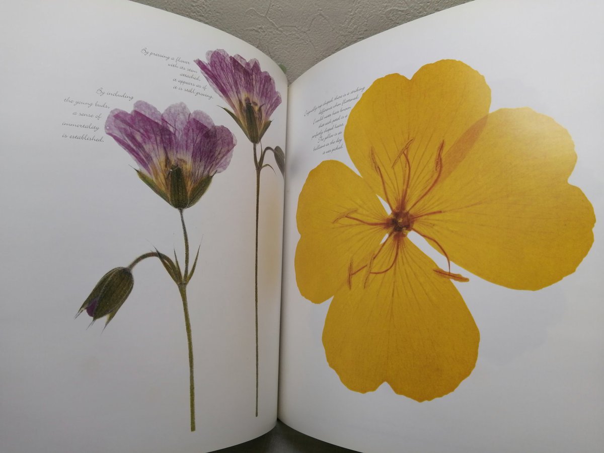 beaversbooks's tweet photo. #今日の一冊 表紙のような美しい押し花の写真集、Jane Feldman Gross「Afterlife Of Flowers」。簡単なキャプションが添えられた約80点の作品たち。1000円。※本品は店頭販売のみ

#ビーバーズブックス入荷品
#札幌の古本屋
#beaversbooks
#古本買取
#写真集
#花の本
#FLOWERBOOK
#押し花
#古書
#古本 https://t.co/7yWObQ5co3
