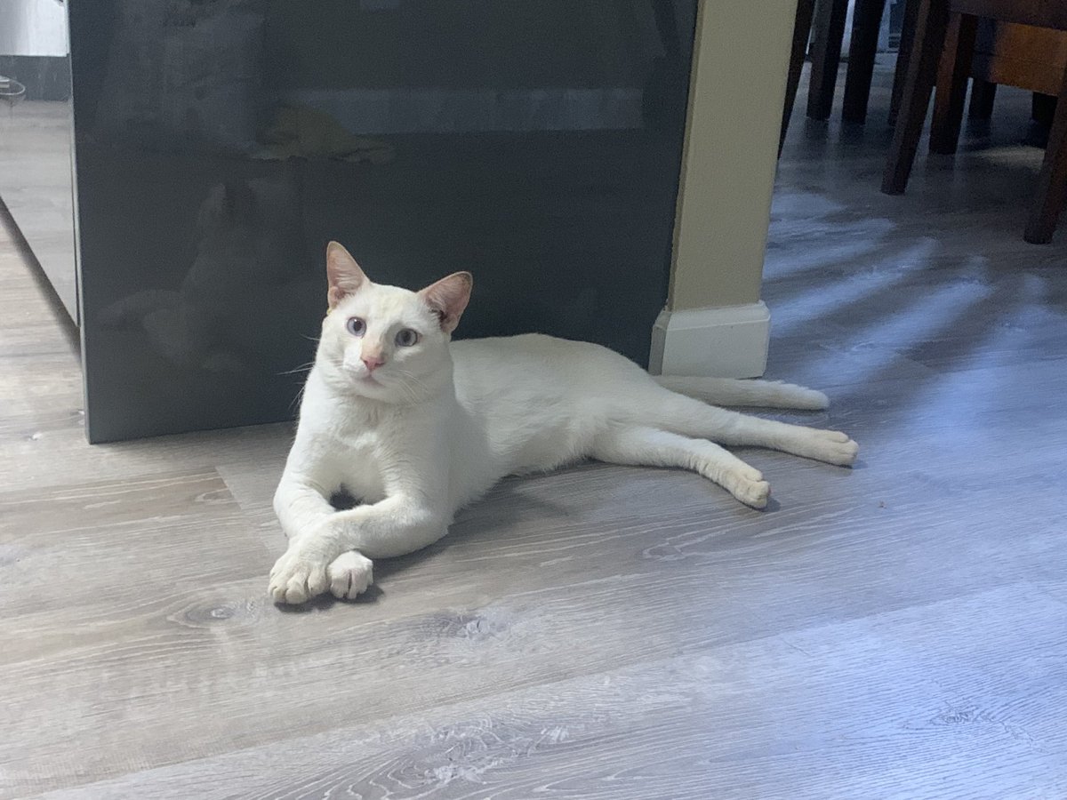 SleepySnowBiten's tweet photo. Some might say my crossed paws strengthen and diversify
proprioceptive drift in my self-touch illusion. Or maybe I’m just being furry patient 🐈 #NationalCatDay #CatsOfTwitter #HawaiiCats #bodylanguage #SnowBiden https://t.co/Vk2i5Iey0B
