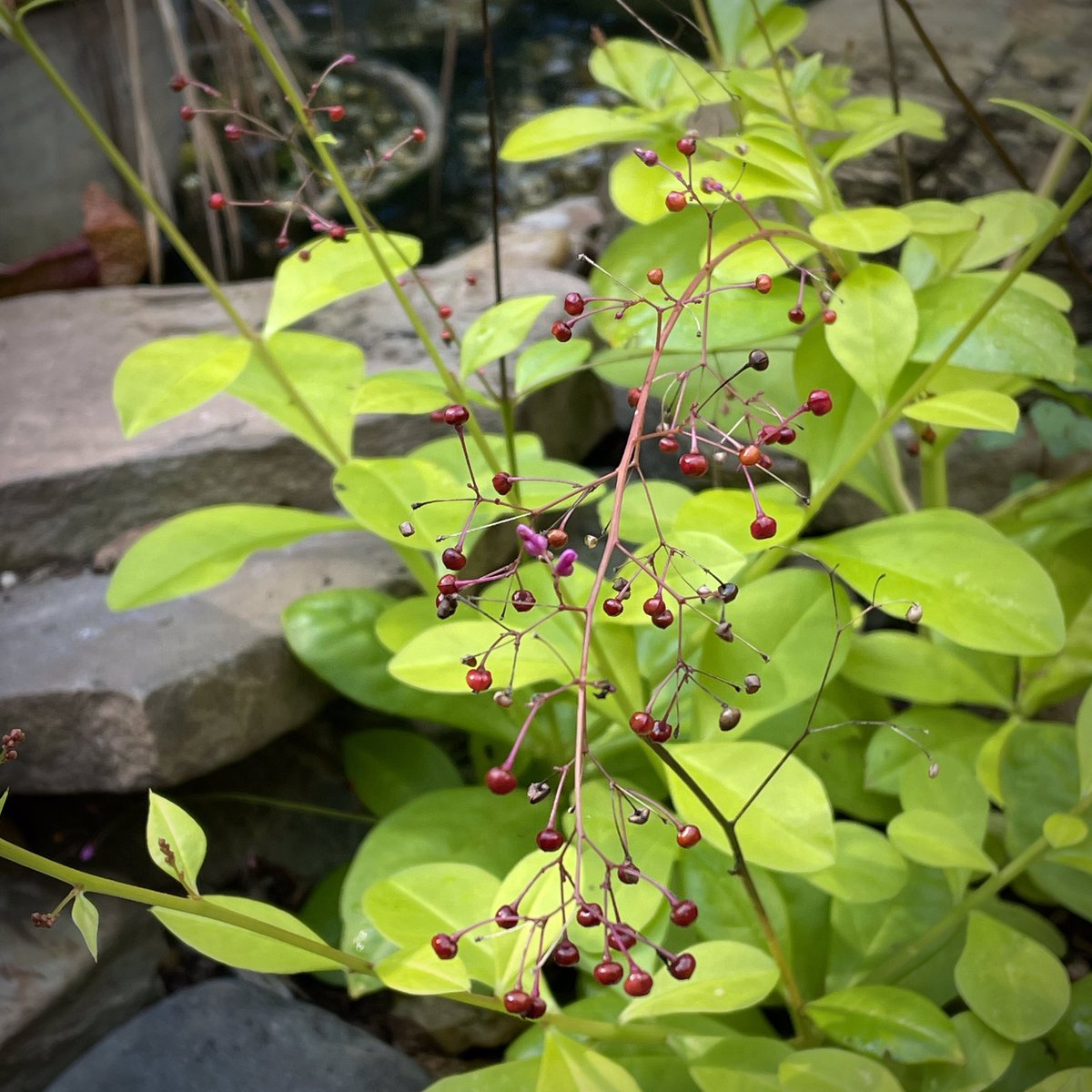 tracy_woods_'s tweet photo. Claim to fame - Jewels of Opar (Talinum paniculatum) also goes by the name Fame Flower. Known as a flowering ornamental but also considered a leafy green that thrives in summer #fameflower #jewelsofopar #talinumpaniculatum #plantlove #flowers https://t.co/ONkhycGnlT https://t.co/DHkEIPEHXv