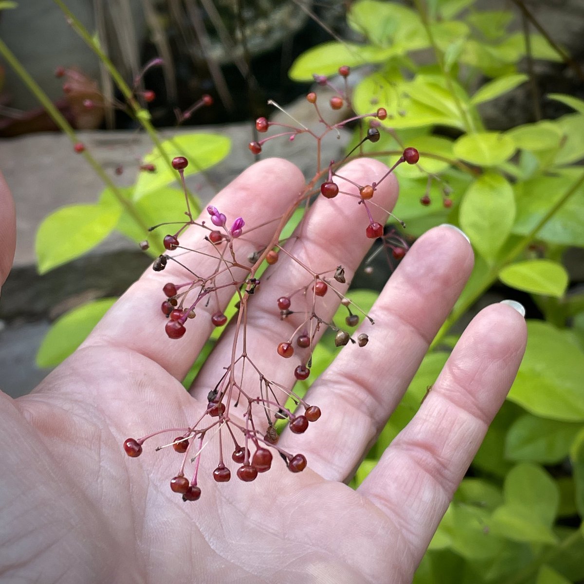 tracy_woods_'s tweet photo. Claim to fame - Jewels of Opar (Talinum paniculatum) also goes by the name Fame Flower. Known as a flowering ornamental but also considered a leafy green that thrives in summer #fameflower #jewelsofopar #talinumpaniculatum #plantlove #flowers https://t.co/ONkhycGnlT https://t.co/DHkEIPEHXv