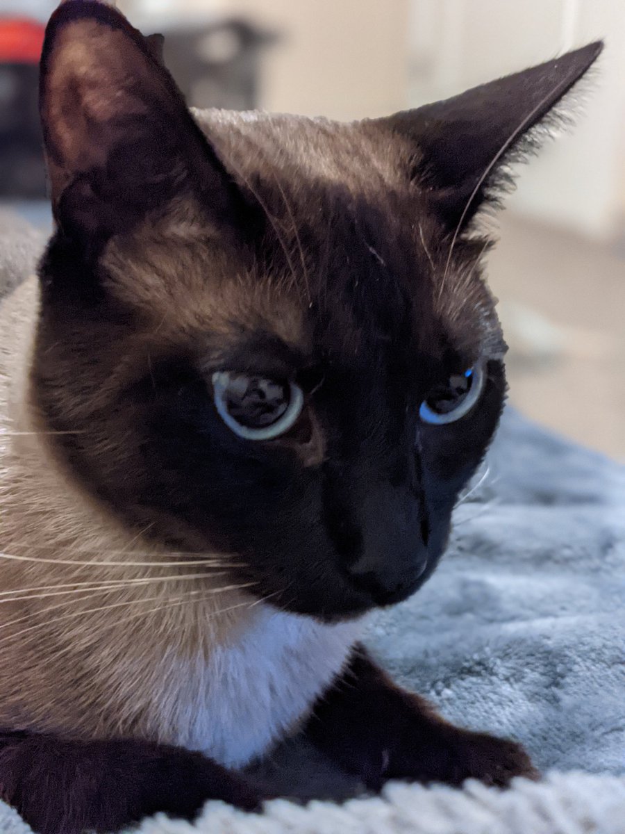TheBeanCat's tweet photo. https://t.co/2AQy2sKIc7