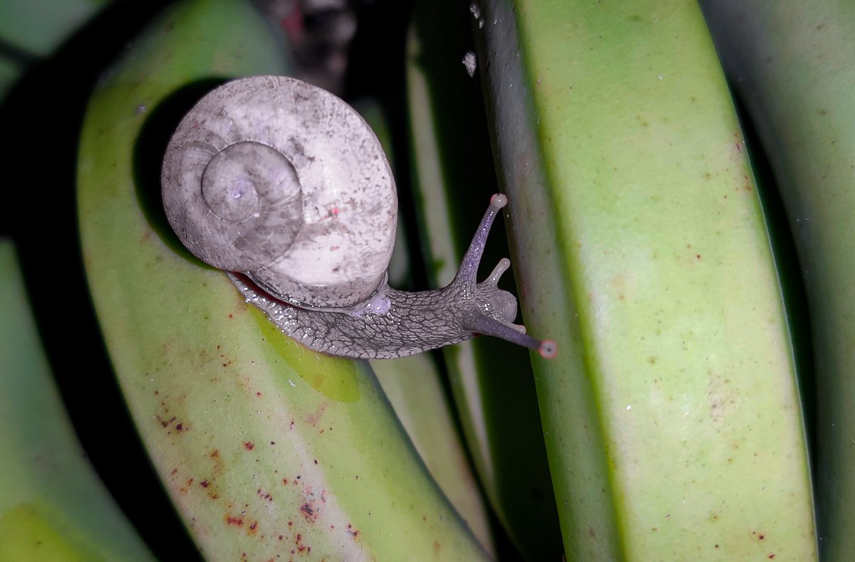 kinginkosimusic's tweet photo. I thought it odd that I'd get a snail image...but, sometimes it's the odd that makes shit even! I give thee...the Pond Snail!!! #pondsnail #animalwatch #JamesBond snails #nature https://t.co/xxx7WJBaOT