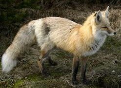 Please RT! I am recruiting a graduate student to lead work on the extraordinary but threatened Cascade red fox in Mt Rainier NP, in collaboration with @TCastanea and <a href="/ilovewolverines/">Jocelyn Akins</a>. Accepting applications through December 1 <a href="/UW_SEFS/">UW SEFS 🌲</a> or <a href="/UW_SAFS/">UW SAFS</a>. 
depts.washington.edu/qcons/