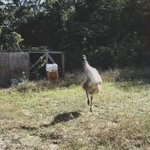 生まれて初めて鶏を見て になるエミューちゃん 飼い主の方へ一目散に走る だばだばしててかわいい Togetter