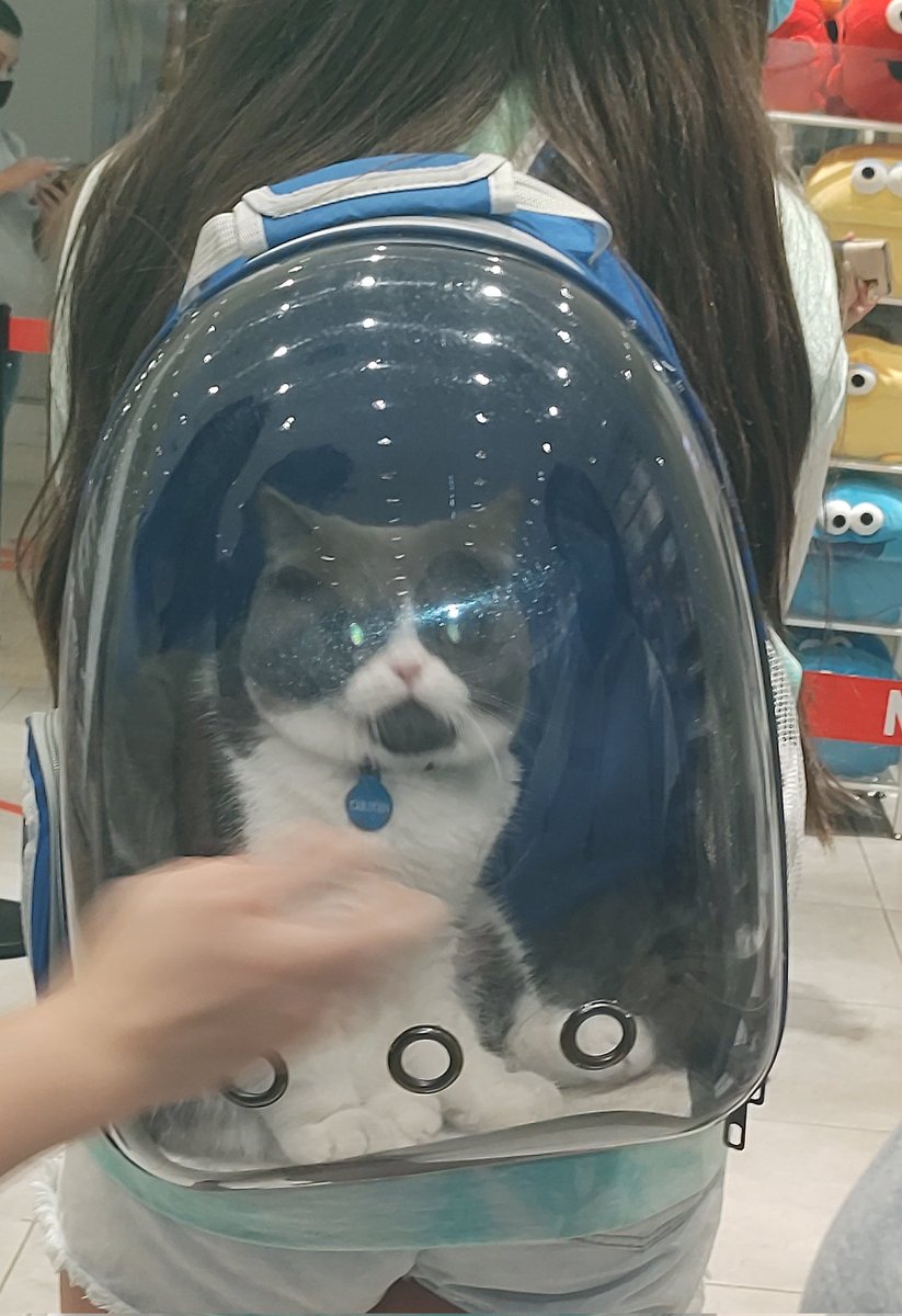 tataunau's tweet photo. Bellezas que te encuentras en los centros comerciales 🐈🐕 #mallplaza #mascotas https://t.co/YFTFrxNVJ0