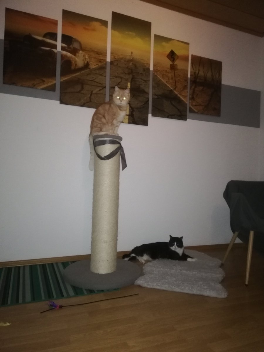 Loki (@deinemutti7) on Twitter photo 