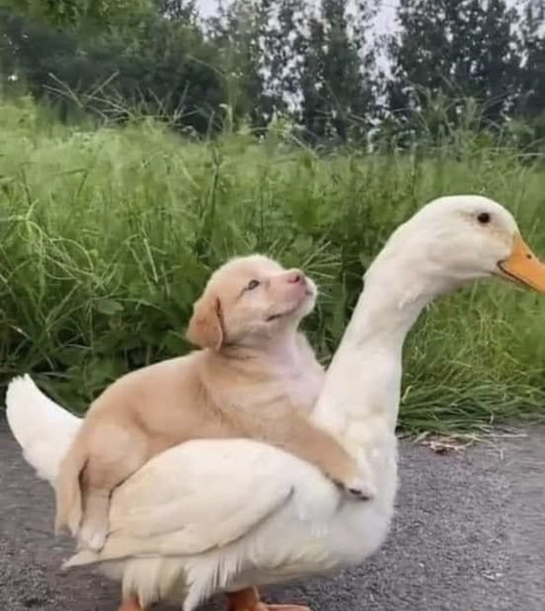 Respectful Memes (@respectfulmemes) on Twitter photo 