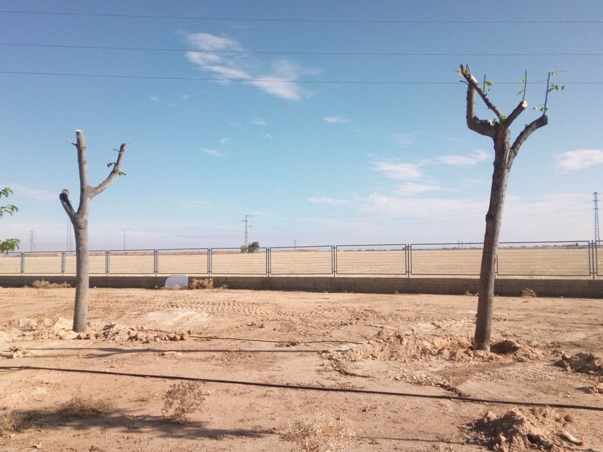 ElCauterio's tweet photo. Según @manzanares_es y @Manzanares10TV estos árboles "trasplantados" están rebrotando.
https://t.co/kvwVLfLPqn
#StopArboricidioManza
@EAGuada @EcologistasEn @EcoEnAccionAb @EcologistasCLM @ecologistas @EcoToledo @EZancara @ecologistas https://t.co/6fr56tH5d2