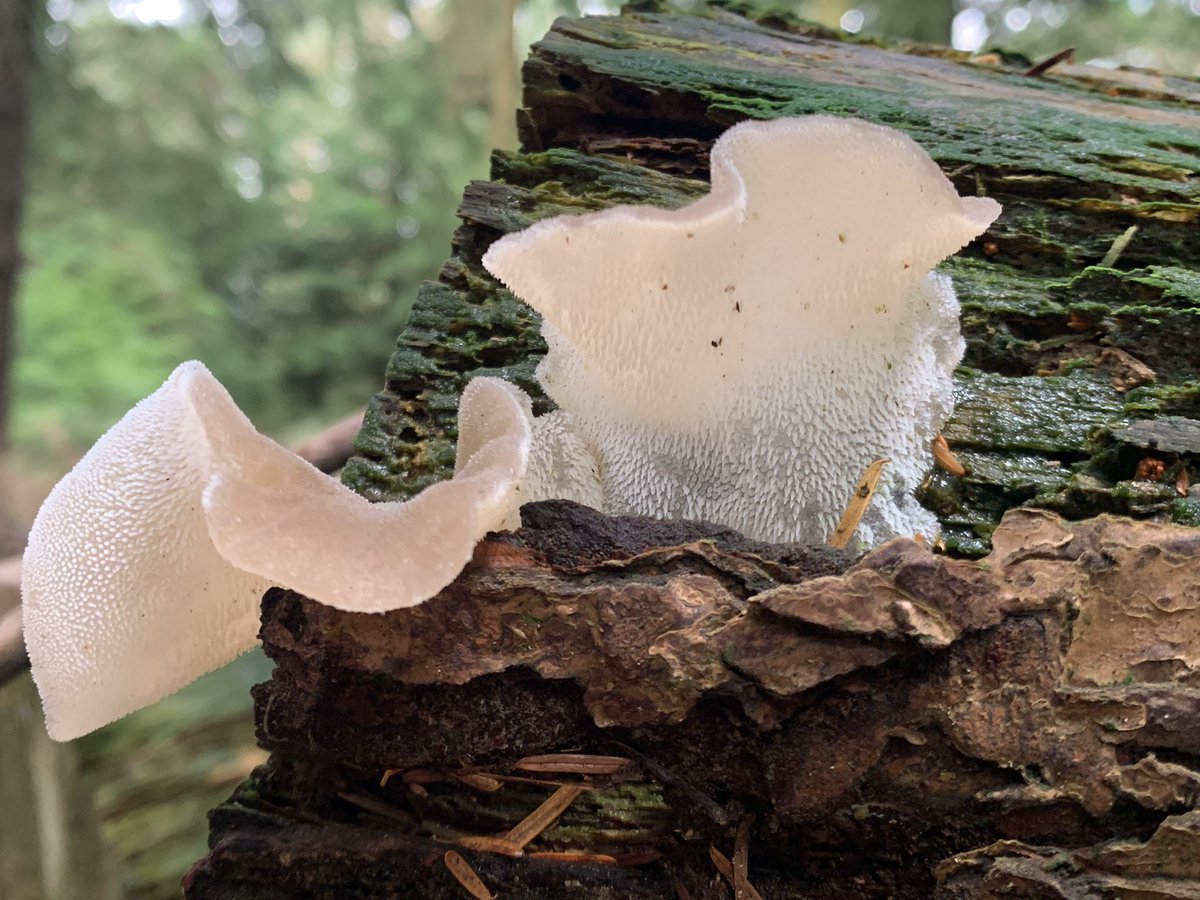 Devon Wildlife Tours tweet media