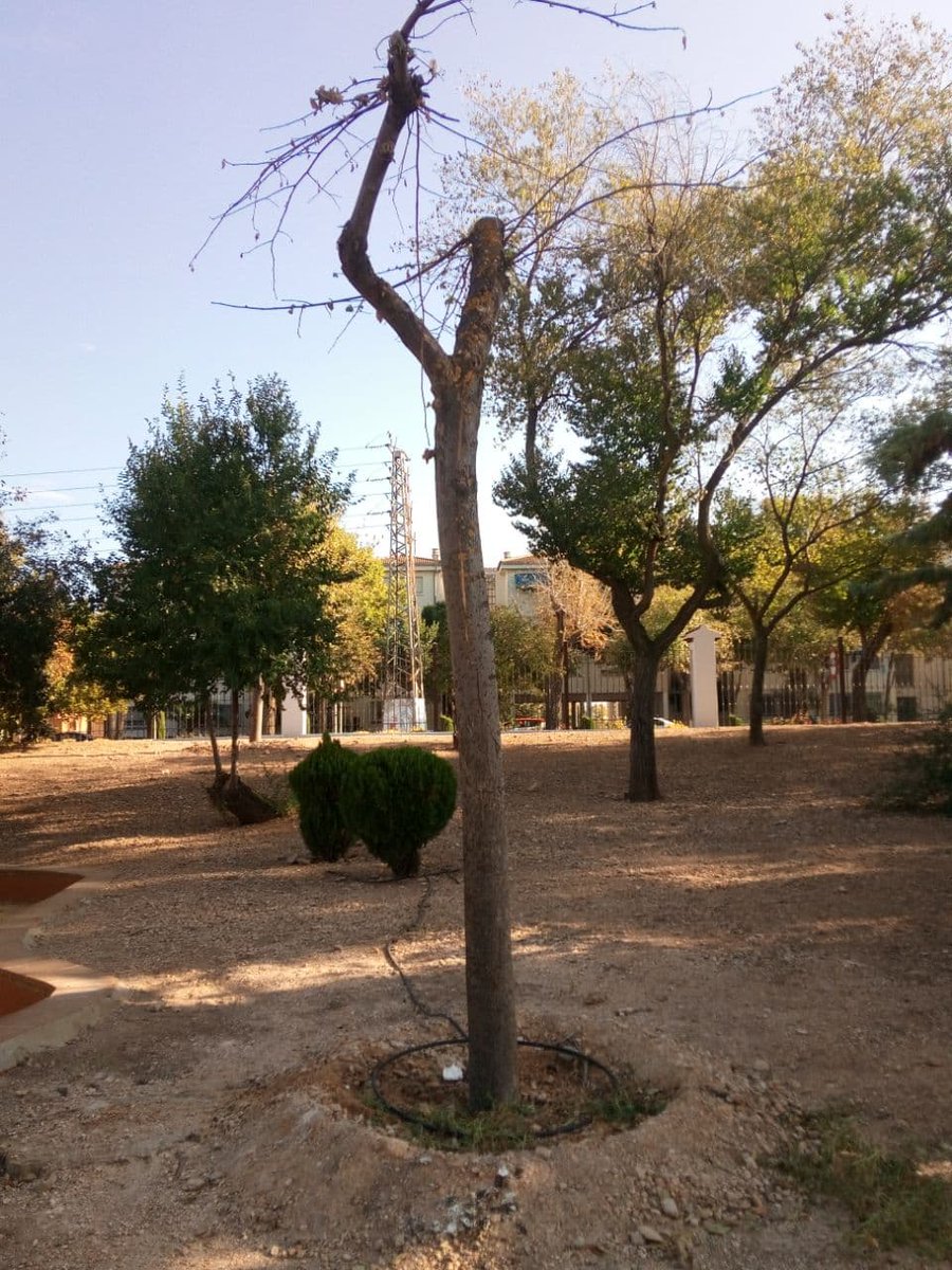 ElCauterio's tweet photo. Según @manzanares_es y @Manzanares10TV  estos árboles "trasplantados" están rebrotando
https://t.co/kvwVLfLPqn
#StopArboricidioManza
@RedArbolUrbano @UbuntuConmovido  @RedCiudadanaSev @sevillamasverde @concienciaeco @ballenablanca_ @blogsostenible https://t.co/W86ooLIgHo