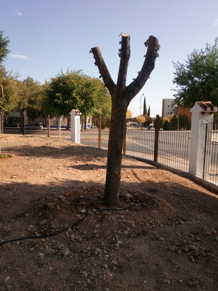 ElCauterio's tweet photo. Según @manzanares_es y @Manzanares10TV  estos árboles "trasplantados" están rebrotando
https://t.co/kvwVLfLPqn
#StopArboricidioManza
@RedArbolUrbano @UbuntuConmovido  @RedCiudadanaSev @sevillamasverde @concienciaeco @ballenablanca_ @blogsostenible https://t.co/W86ooLIgHo