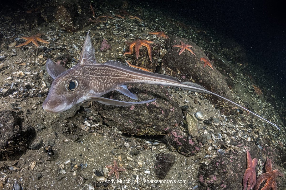 Con esta 'monstruosa' y singular quimera (Chimaera monstrosa) os deseamos un feliz #InternationalGhostSharkDay👻🦈

Aunque se llamen 'ghost sharks', las quimeras no son tiburones, sino que son holocéfalos, un grupo de peces cartilaginosos.

📸: Andy Murch
#FelizSábado #Ciencia