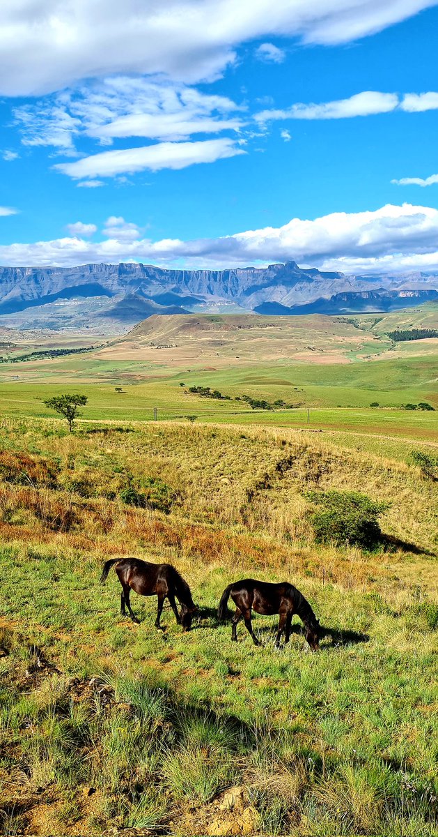 berghouse's tweet photo. Grazing in full view of the surrounding Drakensberg mountains.
Seaview or Mntviews?
#Drakensberg #travel #SouthAfrica #Saturday #Amphitheater #Drakensbergaccommodation #Getaway #Cottages #Drakensbergexperience #Tugelafalls #Sentinelmountain #explorepage #explore #adventure https://t.co/OzwiYYLOga