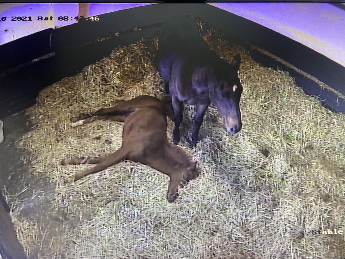 Broadwellstud's tweet photo. Love keeping the cameras on this filly foal enjoys her morning nap before going back out #lovethefillies #outoftherain 💦💦@TheTBA_GB @GB_Bonus https://t.co/xUzi78Upih