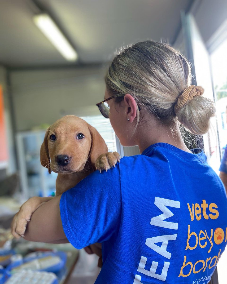 drjgreenwood's tweet photo. Come to the end of our 2 weeks volunteering with @VBBAustralia at the @LidaSezOlbia animal shelter in #Sardinia. We’ve neutered over 100 dogs and cats and made some fab new friends along the way. Thank you team Lida, ci vediamo la prossima volta Xx #vetsbeyondborders #Sardegna https://t.co/bTTCnQr6Eb