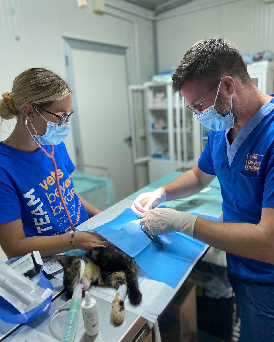 drjgreenwood's tweet photo. Come to the end of our 2 weeks volunteering with @VBBAustralia at the @LidaSezOlbia animal shelter in #Sardinia. We’ve neutered over 100 dogs and cats and made some fab new friends along the way. Thank you team Lida, ci vediamo la prossima volta Xx #vetsbeyondborders #Sardegna https://t.co/bTTCnQr6Eb