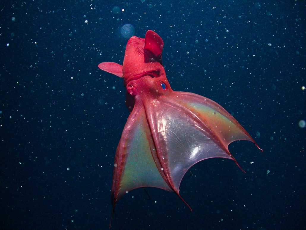 CaitlinJH1's tweet photo. #SpookyFact: Vampire squid are so named because of their webbed skin and red eyes - which are the largest in the animal kingdom in relation to their body size! 

#2021EBE #HappyHalloween https://t.co/L4xajelLqN