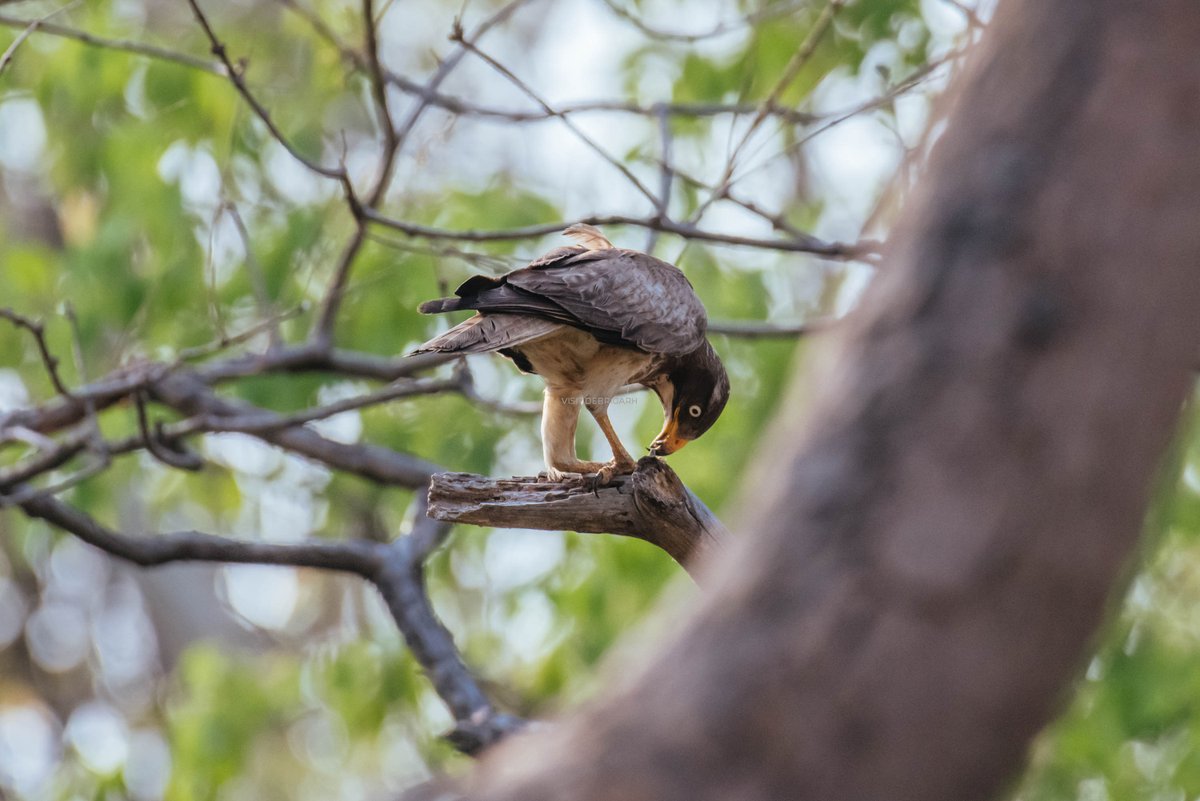 Hirakud WL Division tweet media