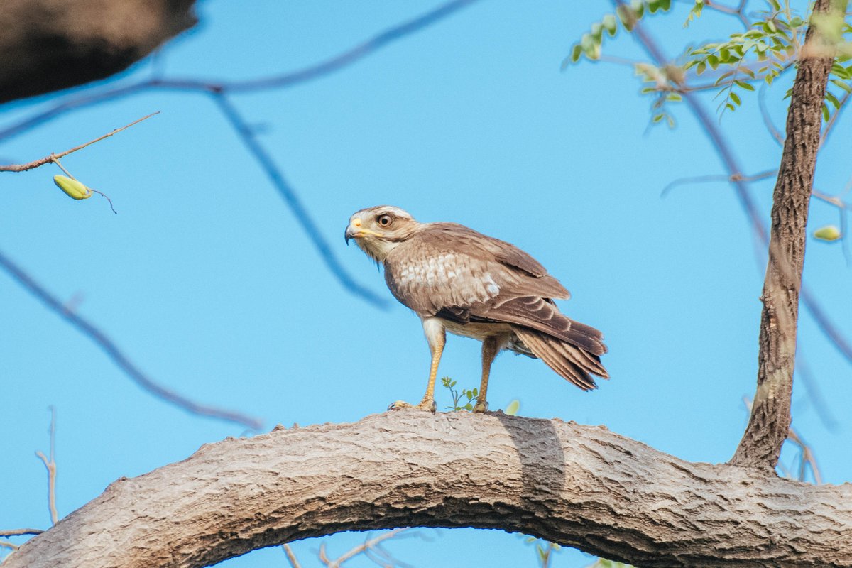Hirakud WL Division tweet media