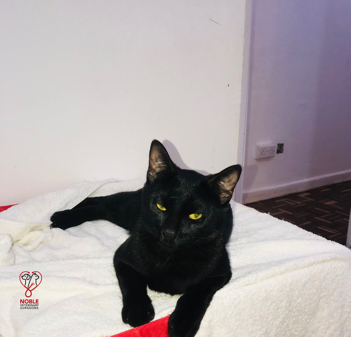 thenoblevets's tweet photo. My name: Chu Black @chublack1 &amp; i am the resident cat at @thenoblevetsurgeons 
My nickname: Chuch
My age: 7 months
My best friends: All the staff at @thenoblevetsurgeons because of the immense love they give me.
My favourite food: Everything am given by the Noble Vets, because https://t.co/VEFkuEVDsl