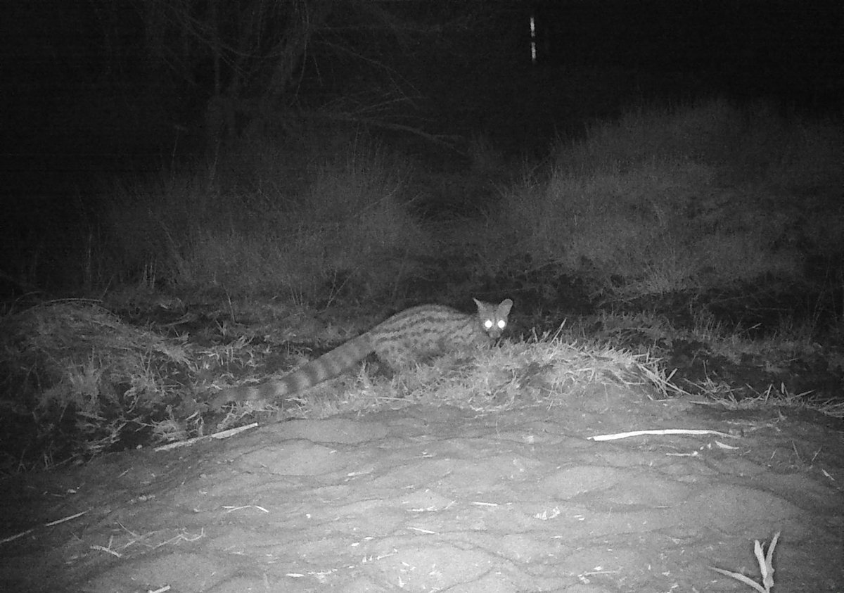 SandfonteinLodg's tweet photo. Recent footage from camera traps placed along the Orange River on Sandfontein Nature Reserve revealed a few surprises…
All photos courtesy of: UNISA: T. McIntyre, C. Lewis, T. Basch & T. Russel
#sandfontein #sandfonteinlodge #sandfonteinnaturereserve #africa #namibia https://t.co/cgTfQU0Pdi