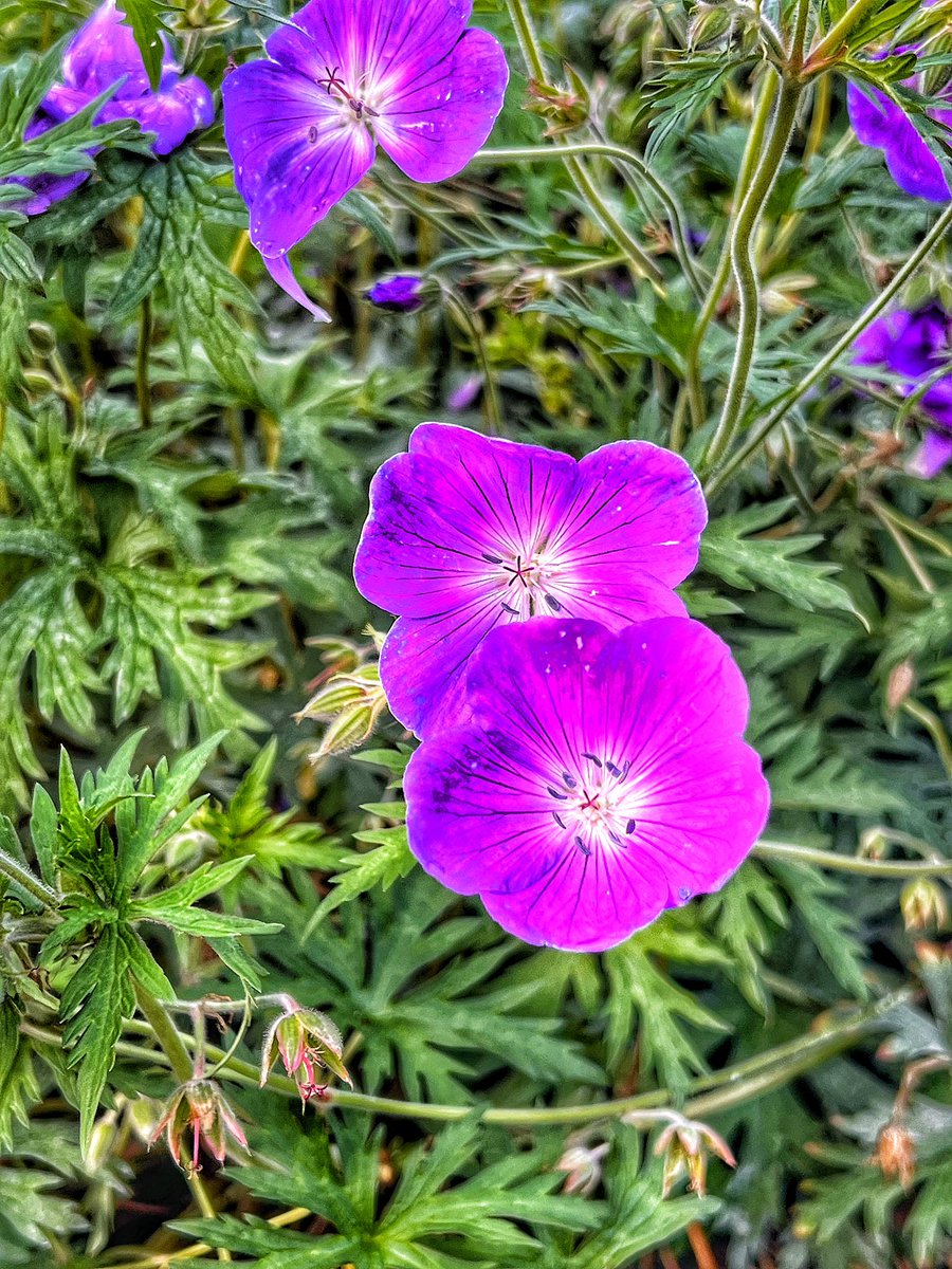 ImHarshSoni's tweet photo. Random pictures from the Hollywood sea park bay beach. #QUBMScBloggers #Beach #AutumnFalls #Flowers #SunSandSkyWater https://t.co/195G88b5gi