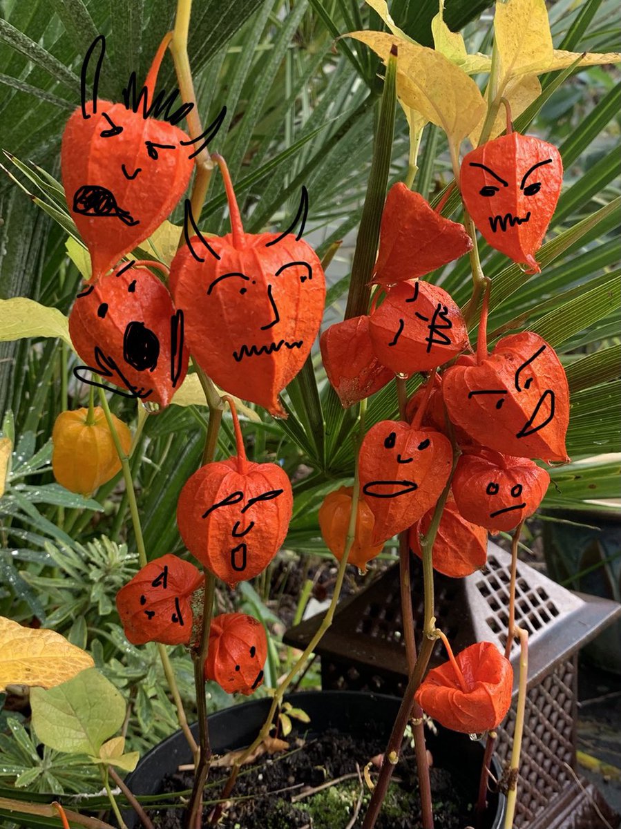 finggardener's tweet photo. This is about as Halloweeny as Iโm getting. #savethepumpkins Have a spooky Saturday https://t.co/2Ae9isep5m