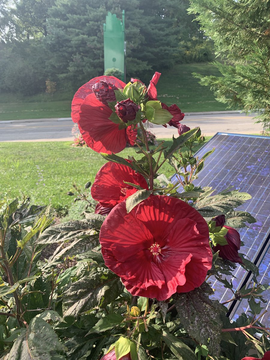 MambBasu's tweet photo. A homecoming of a son/ child makes for a joyous day. Let us stop judging the who and start sharing the smiles and appreciating the relief. 
Sending fresh flowers from Houston, Texas.
#HomecomingAK #KindnessMatters #iamsrk #AryanKhan #ShahRukhKhan #WelcomeHomeAryanKhan https://t.co/qbDsrNJf6t