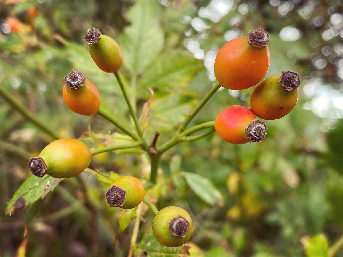 WalkinginKent's tweet photo. Beautiful berries blooming in autumn between Petham and Garlinge Green.
.
.
#petham #capelmanor #wildflowers #fieldmargins #fieldverges #meadow #kent #kentstaycation #kentwalking #kentwalks #discoverkent #staycationuk #ukstaycation #traveluk #ukholiday #visitkent #walkinginkent https://t.co/81ffP2LvSL